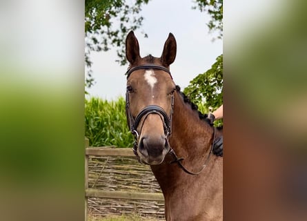 KWPN, Mare, 4 years, 16,3 hh, Brown
