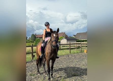 KWPN, Mare, 4 years, 16,3 hh, Brown