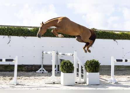 KWPN, Mare, 4 years, 16,3 hh