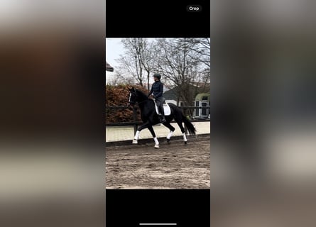 KWPN, Mare, 4 years, 17 hh, Bay-Dark