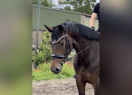 KWPN, Mare, 4 years, 17 hh, Bay-Dark