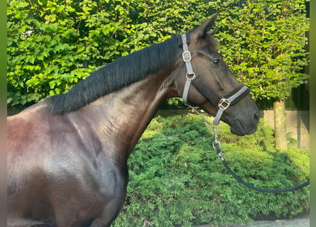 KWPN, Mare, 4 years, 17 hh, Bay-Dark