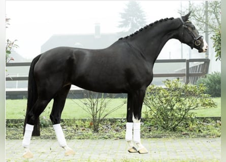 KWPN, Mare, 4 years, 17 hh, Black