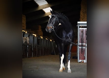 KWPN, Mare, 4 years, 17 hh, Black