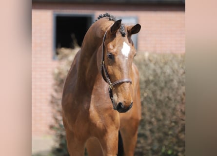 KWPN, Mare, 4 years, 17 hh, Brown