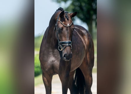 KWPN, Mare, 4 years, 17 hh, Brown