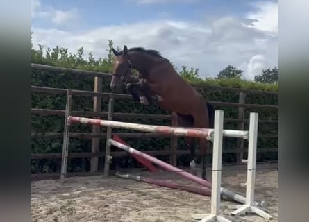 KWPN, Mare, 4 years, 17 hh, Brown