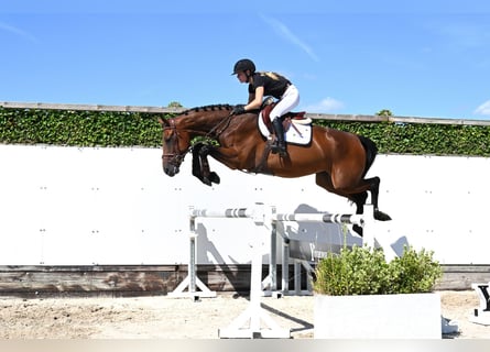 KWPN, Mare, 4 years, 17 hh, Brown