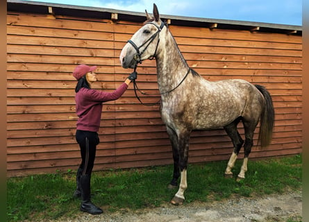 KWPN, Mare, 4 years, 17 hh, Gray