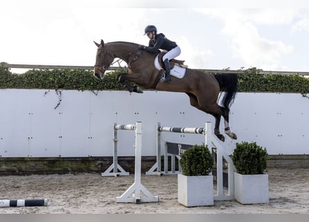 KWPN, Mare, 4 years, 17,1 hh