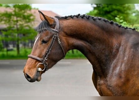 KWPN, Mare, 4 years
