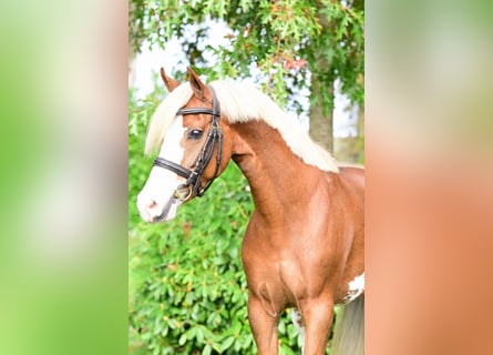 KWPN, Stute, 5 Jahre, 12,2 hh, Dunkelfuchs