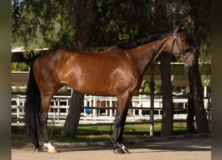 KWPN, Mare, 5 years, 15.2 hh, Bay-Dark