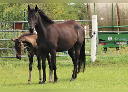 KWPN, Mare, 5 years, 15,2 hh, Black