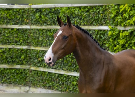KWPN, Mare, 5 years, 15.2 hh, Brown