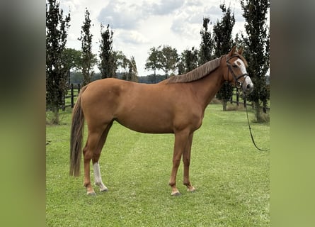 KWPN, Mare, 5 years, 15.2 hh, Chestnut-Red