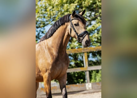 KWPN, Mare, 5 years, 15,2 hh, Dun