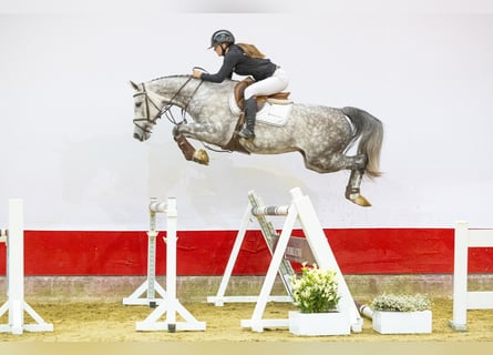 KWPN, Mare, 5 years, 15.3 hh, Gray