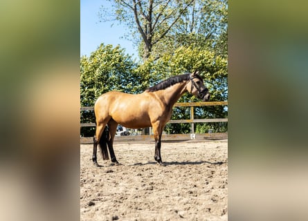 KWPN, Mare, 5 years, 15,2 hh, Dun