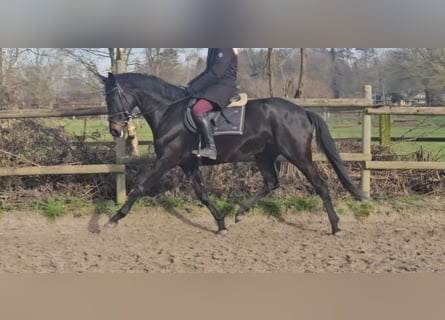 KWPN, Mare, 5 years, 15,3 hh, Black