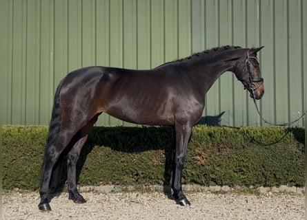 KWPN, Mare, 5 years, 16,1 hh, Bay-Dark