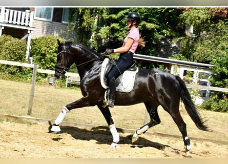 KWPN, Mare, 5 years, 16.1 hh, Black