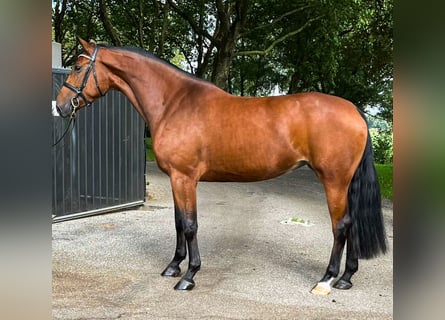 KWPN, Mare, 5 years, 16.1 hh, Brown