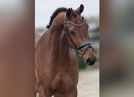 KWPN, Mare, 5 years, 16,1 hh, Brown