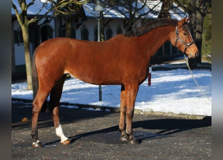 KWPN, Mare, 5 years, 16,1 hh, Brown