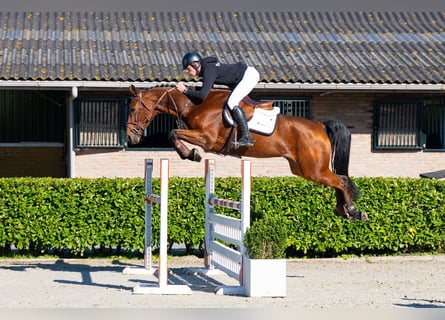 KWPN, Mare, 5 years, 16.1 hh, Brown