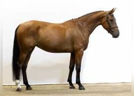 KWPN, Stute, 5 Jahre, 16,1 hh, Brauner