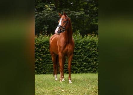 KWPN, Stute, 5 Jahre, 16,1 hh, Fuchs