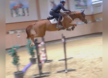KWPN, Mare, 5 years, 16.1 hh, Chestnut-Red