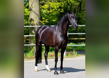 KWPN, Mare, 5 years, 16.2 hh, Black