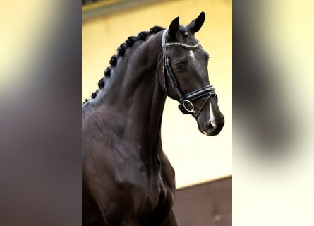KWPN, Mare, 5 years, 16.2 hh, Black