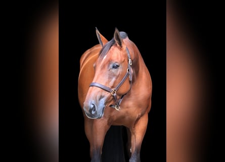 KWPN, Mare, 5 years, 16.2 hh, Brown