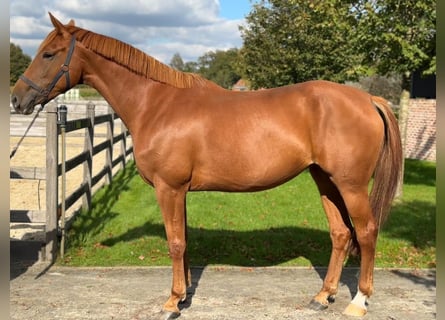 KWPN, Mare, 5 years, 16,2 hh, Chestnut-Red