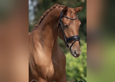 KWPN, Mare, 5 years, 16.2 hh, Chestnut-Red