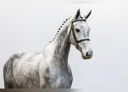 KWPN, Mare, 5 years, 16,2 hh, Gray