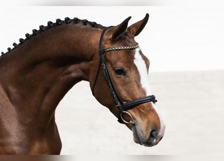 KWPN, Mare, 5 years, 16.2 hh