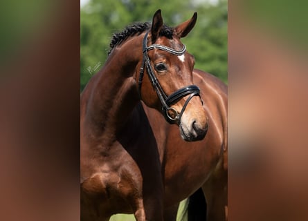 KWPN, Mare, 5 years, 16.3 hh, Brown