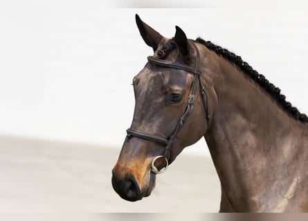 KWPN, Mare, 5 years, 16,3 hh, Brown