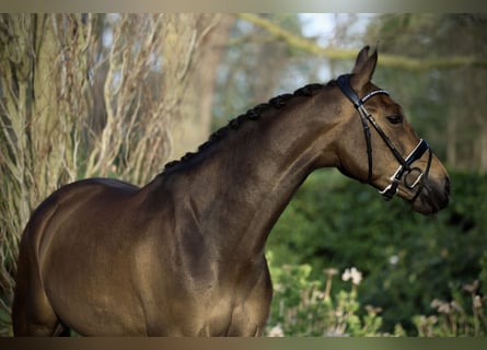 KWPN, Mare, 5 years, 16 hh, Bay-Dark