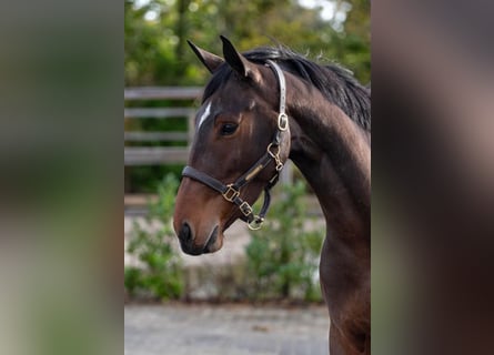 KWPN, Mare, 5 years, 16 hh, Bay-Dark