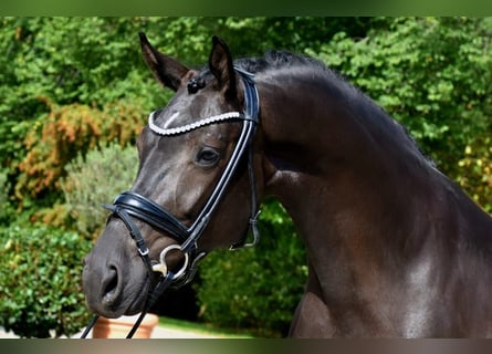 KWPN, Mare, 5 years, 16 hh, Black