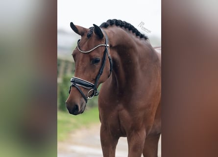 KWPN, Mare, 5 years, 16 hh, Brown-Light