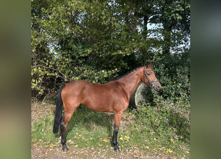 KWPN, Mare, 5 years, 16 hh, Brown