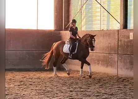 KWPN, Mare, 5 years, 16 hh, Chestnut-Red