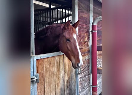 KWPN Mix, Mare, 5 years, 16 hh, Chestnut-Red