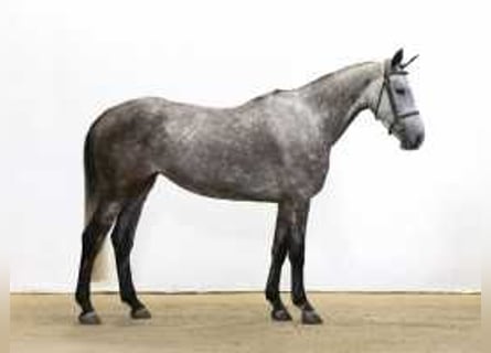 KWPN, Mare, 5 years, 16 hh, Gray